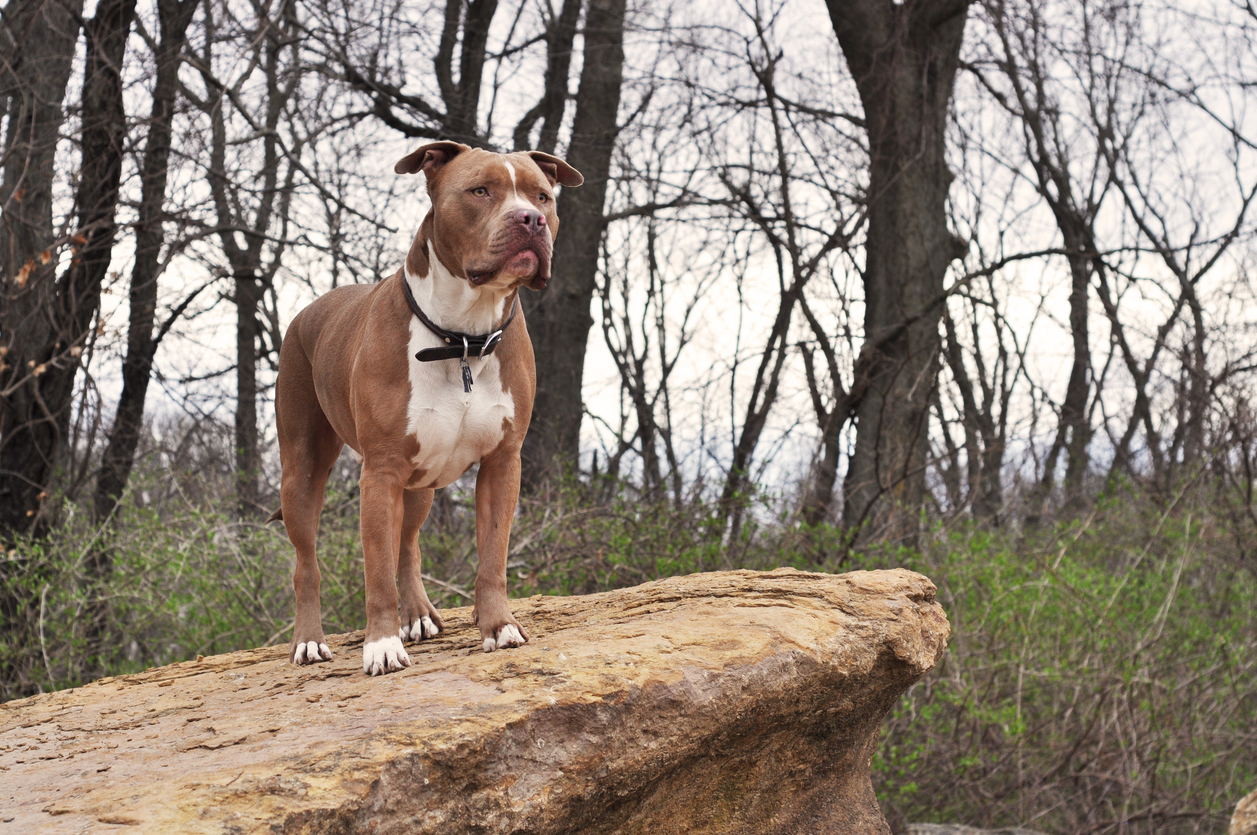 wciu-the-u-around-town-the-american-bully-kennel-club-s-annual