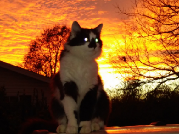 wciu cat vs wciu the u cat vs wciu cat vs wciu the u cat vs